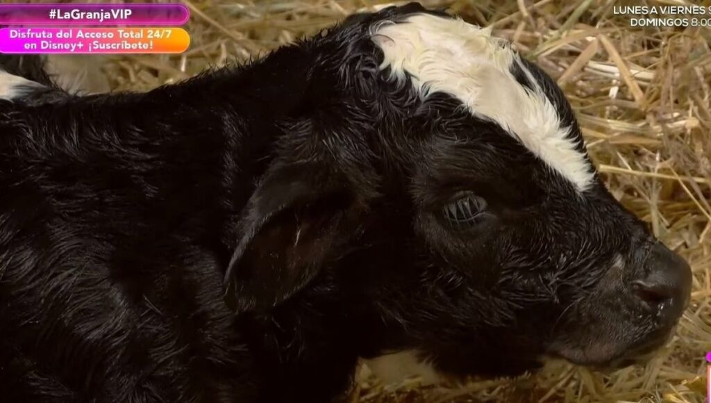 becerro de jacinta en la granja vip