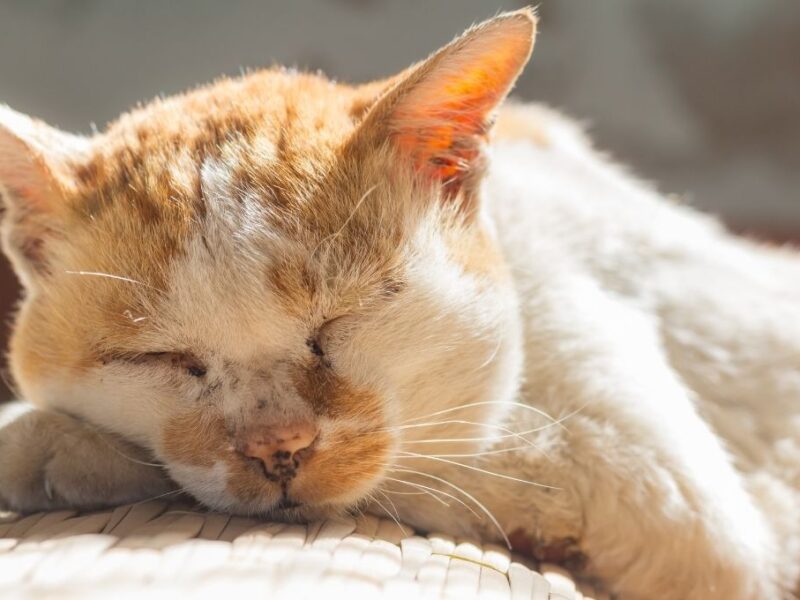 cuándo se que un gato es viejo