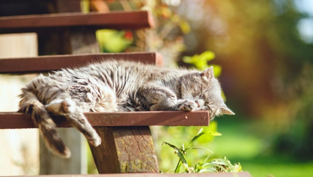 A qué edad se considera un gato viejo