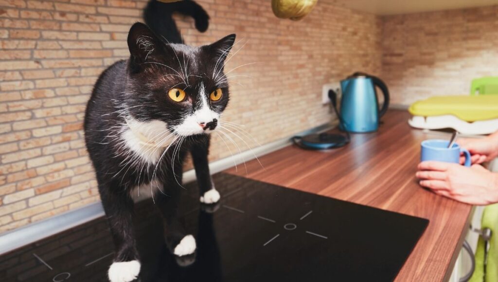 A qué edad se considera un gato viejo