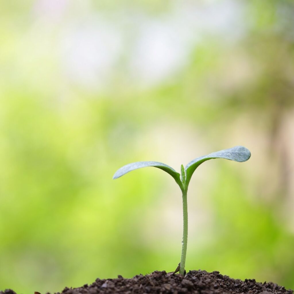 nana calistar horoscopo del 1 de enero 2026