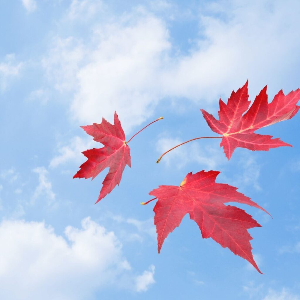 walter mercado horoscopo hoy 16 de diciembre