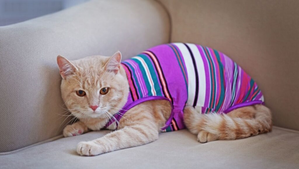 efemérides y santos de hoy 14 de enero