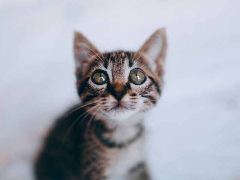 Qué se celebra hoy 22 de enero