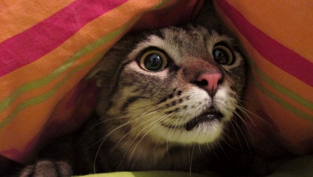 efemérides y santos de hoy 22 de enero