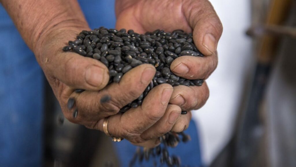 Secretaría de Agricultura y Verde Valle firman acuerdo por frijol a precio justo