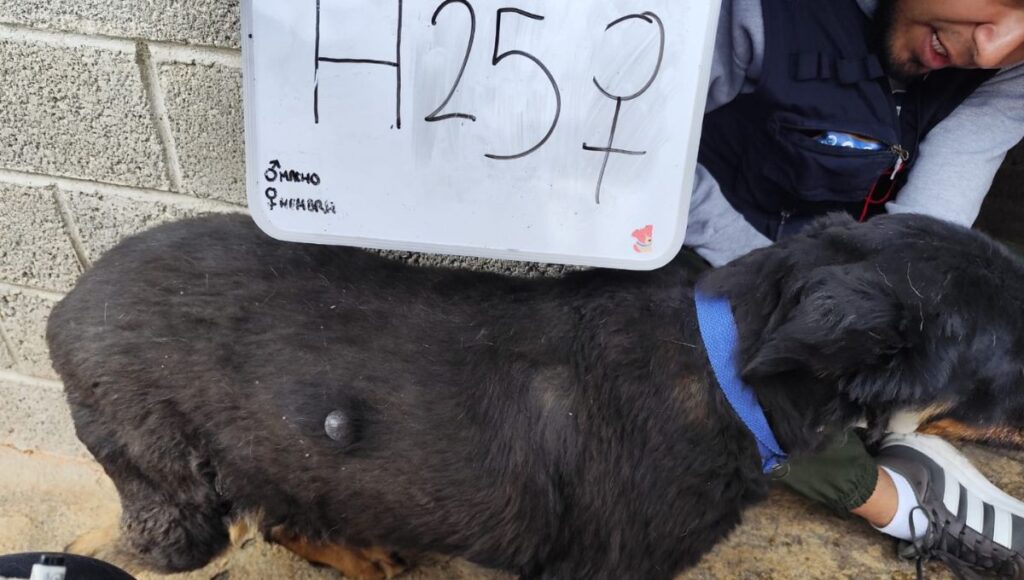 Desalojan Refugio Franciscano en CDMX por maltrato animal