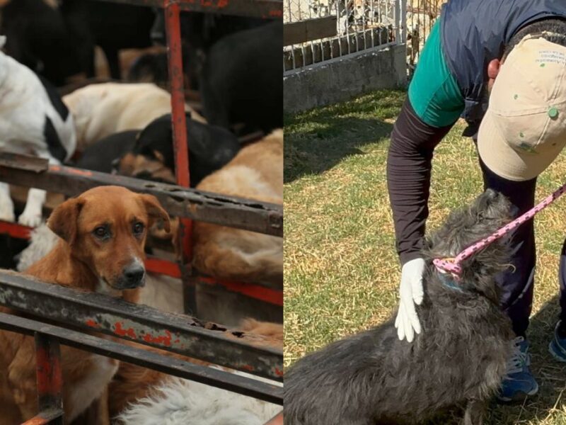 Desalojan Refugio Franciscano en CDMX por maltrato animal