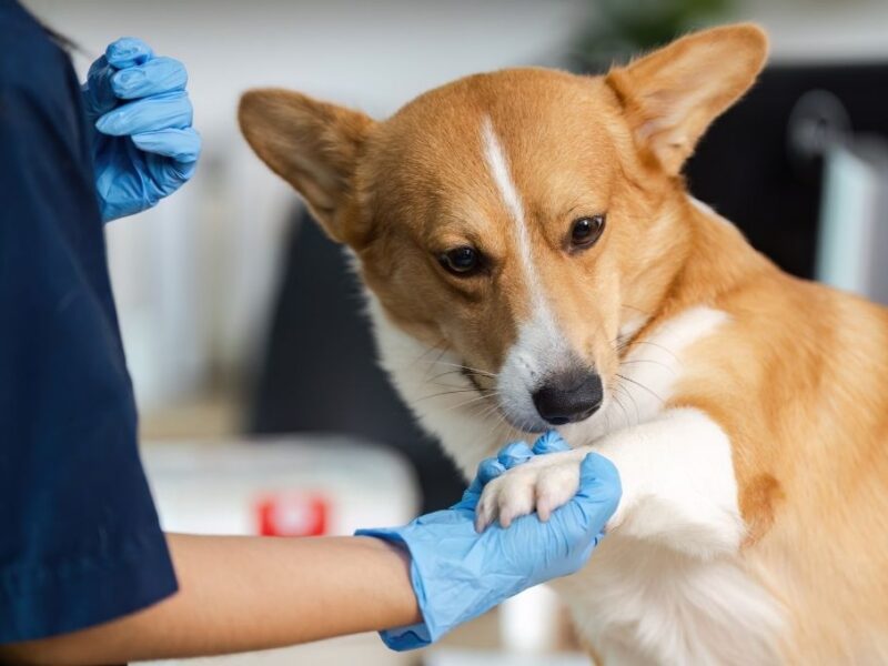 efemerides y celebraciones del 17 de enero