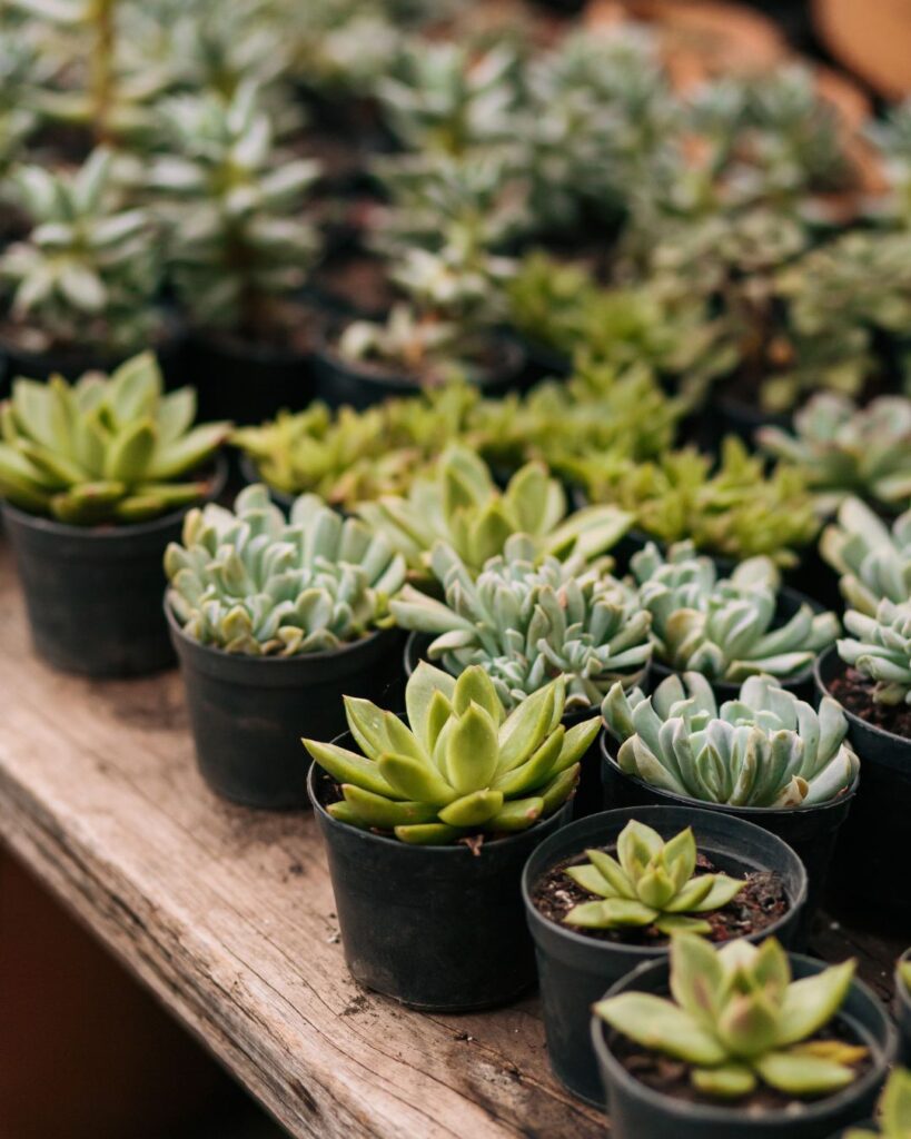 Ideas de regalos baratos y bonitos para regalar a pareja en San Valentín