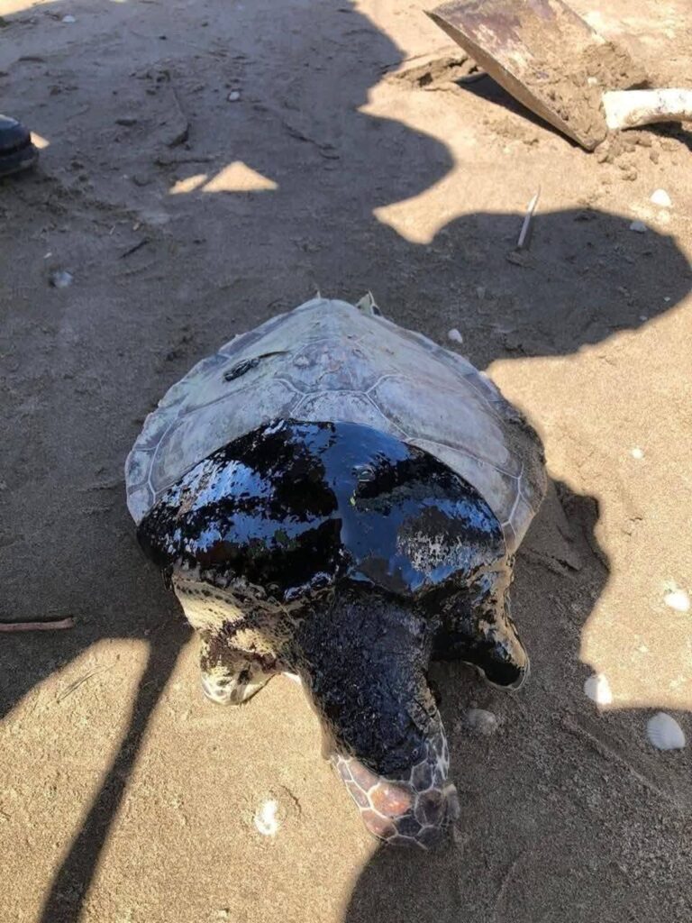 Colecta de cabello en CDMX