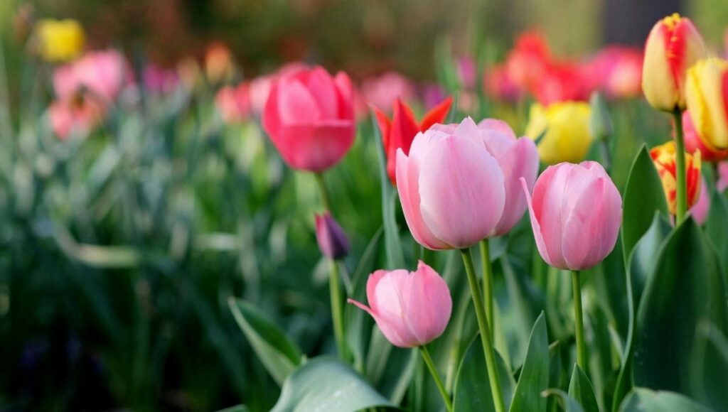 Horarios del Festival de las Flores 2026 en el Monumento a la Revolución