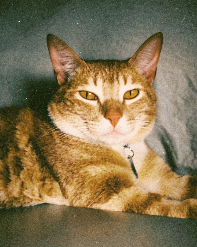 cómo usar el filtro flash en Instagram para historias