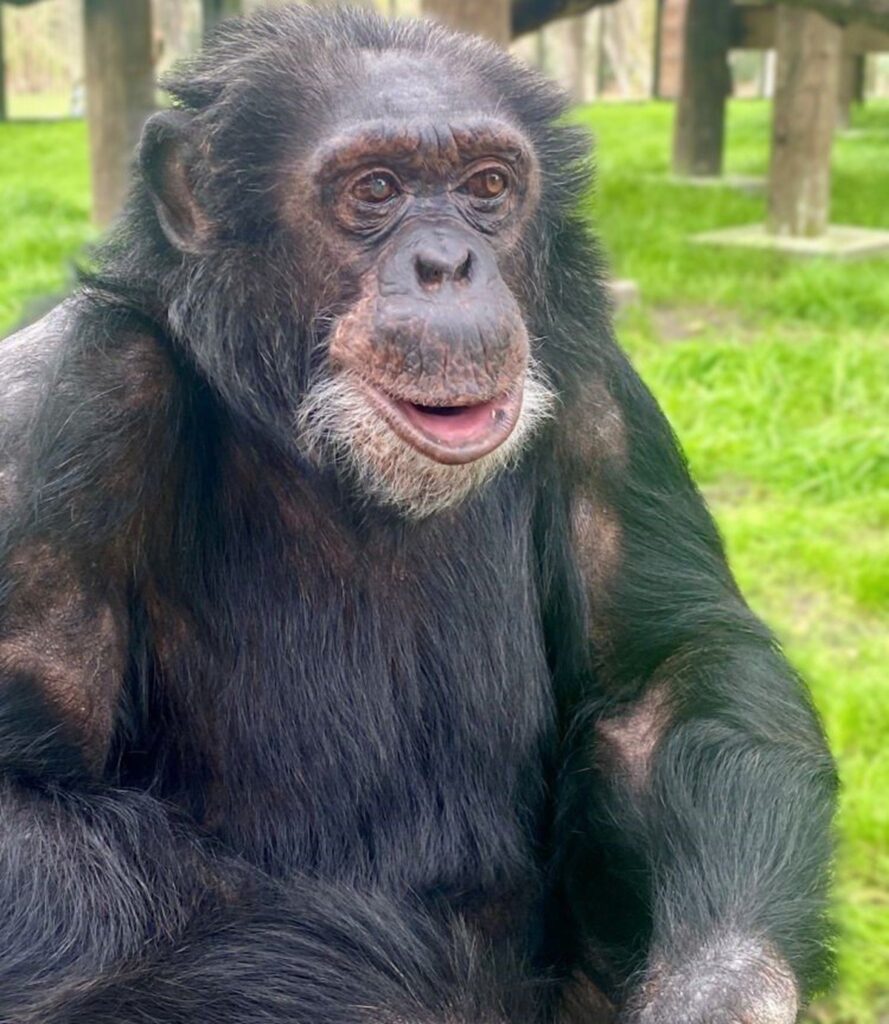Bubbles el chimpancé de Michael Jackson