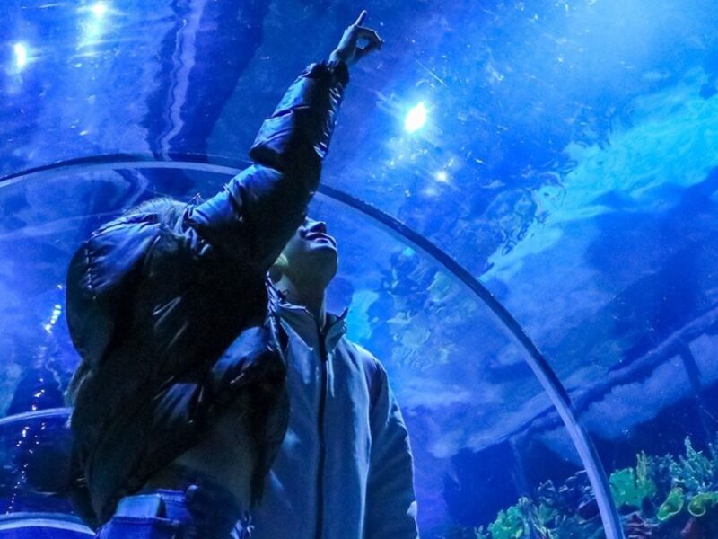 horarios precios y como llegar al acuario michin de cdmx