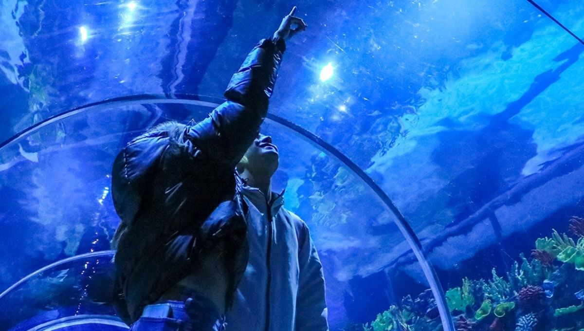 horarios precios y como llegar al acuario michin de cdmx