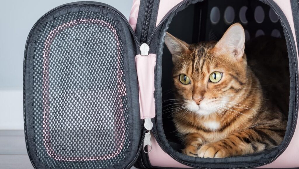 Primer Simulacro Nacional 2026 Guía para mascotas