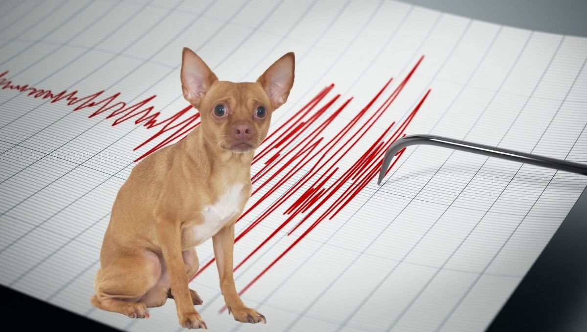 Primer Simulacro Nacional como participar con tus mascotas