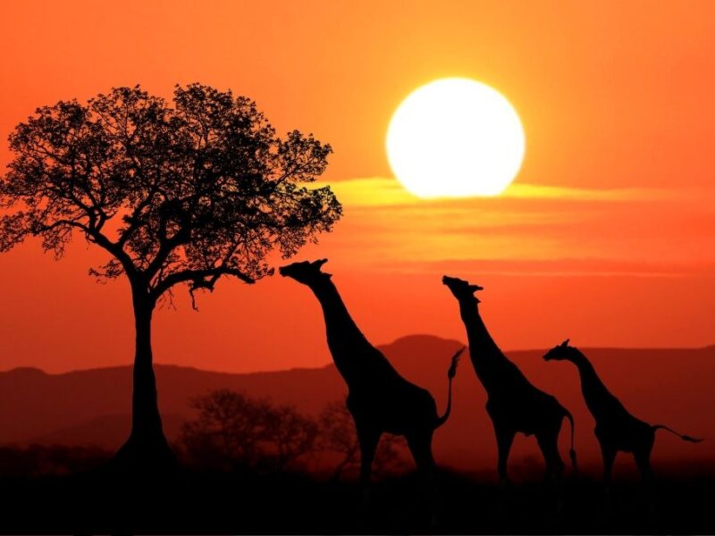 efemerides 25 mayo dia de africa
