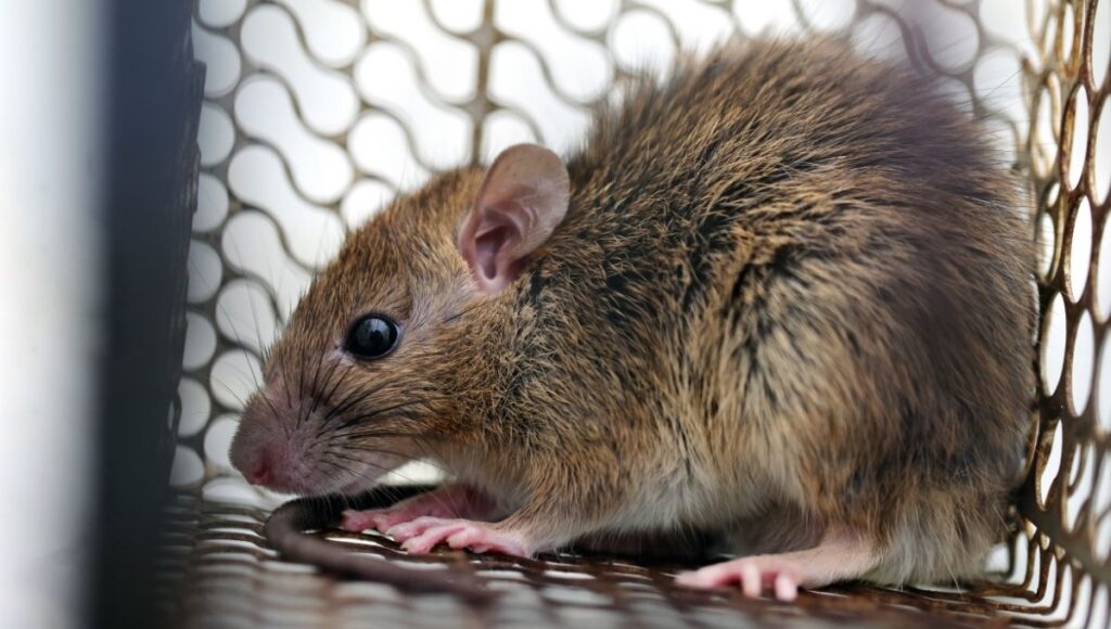 tuit de hace 4 años predice el Hantavirus para 2026