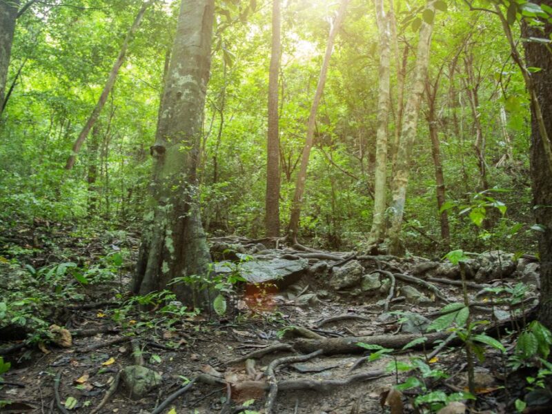 Qué se celebra hoy 22 de junio: Día Mundial de la Selva Tropical, efemérides y santoral