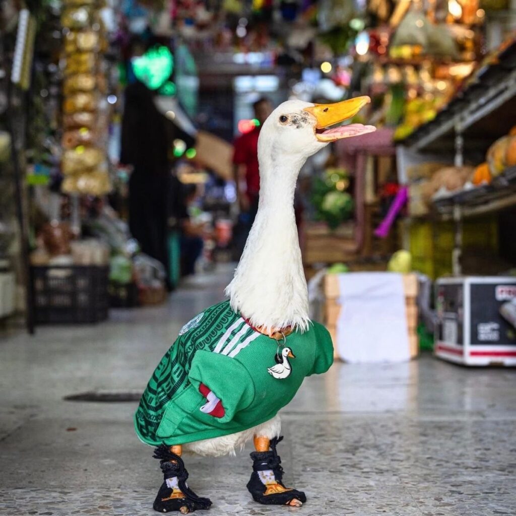 de donde es el pato merlin