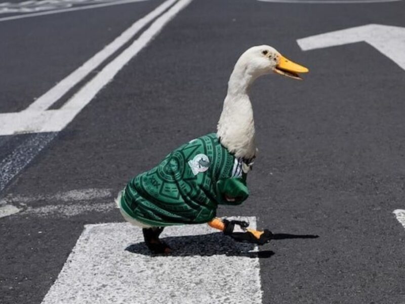 quienes son los dueños del pato merlin de donde es y mas detalles de la mascota del mundial 2026