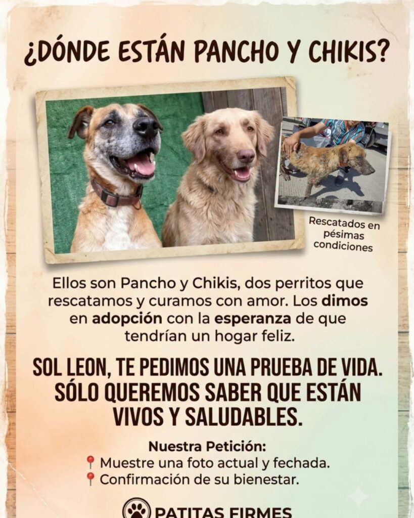 refugio patitas firmes denuncia a sol león por abandonar a perros