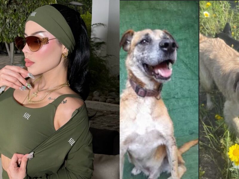 refugio patitas firmes denuncia a sol león por abandonar a perros