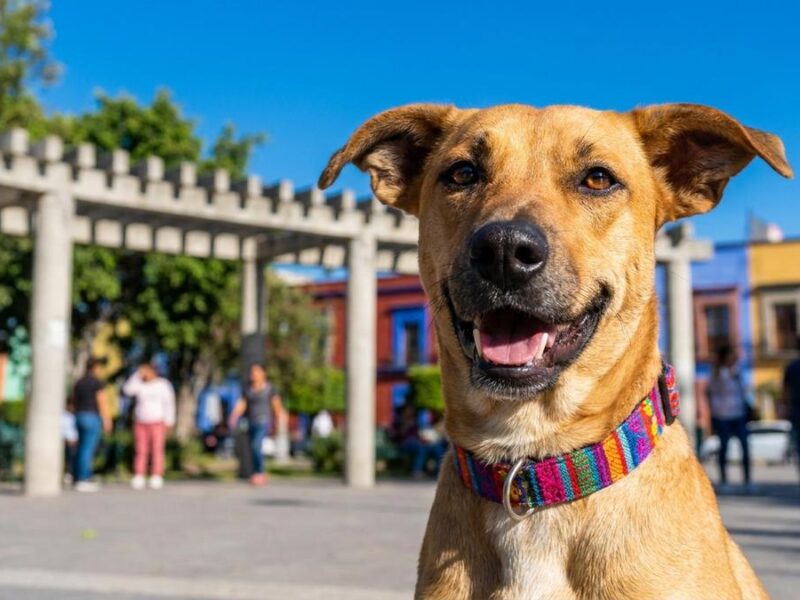 ¿Qué se celebra hoy martes 21 de julio? Efemérides, Santoral y Día Mundial del Perro
