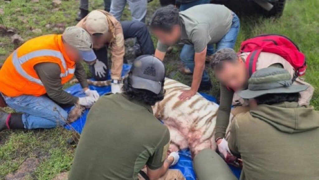 Muere Kenzo, el tigre de bengala que escapó en Tepetlaoxtoc, Edomex