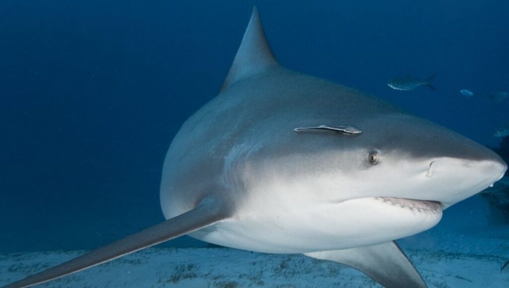 tiburones toro nunca debimos hablar